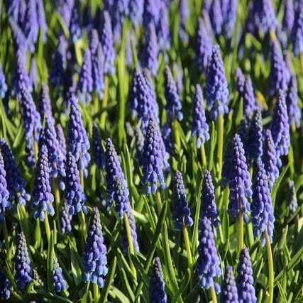 Muscari 'Armeniacum' (Blauw druifje)