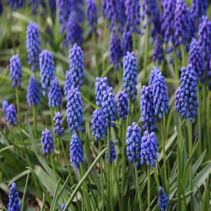 Muscari aucheri 'Blue Magic' (Blauwe druifjes)