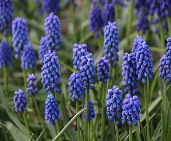 Blauwe Druifjes (Muscari aucheri 'Blue Magic')