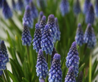 Blauwe druifjes (Muscari 'Bling Bling')