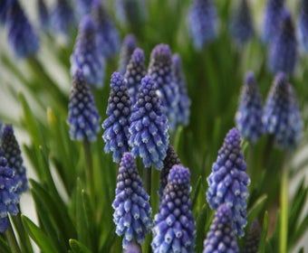 Blauwe druifjes (Muscari 'Bling Bling')