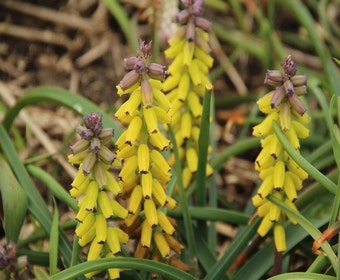Blauwe druifjes (Muscari macrocarpum 'Golden Fragrance')