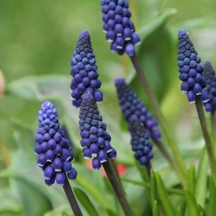 Muscari neglectum