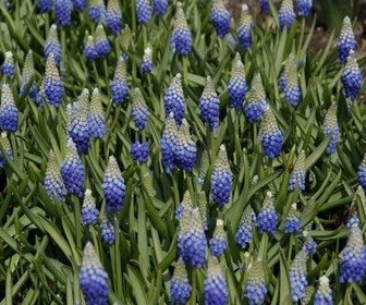 Blauwe Druifjes (Muscari aucheri 'Ocean Magic')