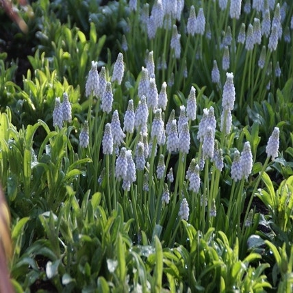 Muscari 'Peppermint' (Blauw druifje)