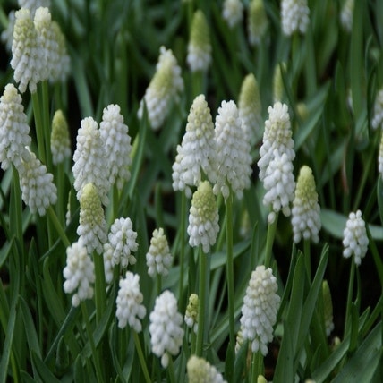 Muscari aucheri 'White Magic' (Blauw druifje - wit)