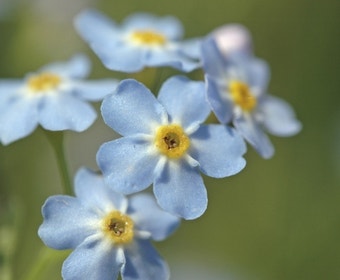 Moerasvergeet-mij-nietje (Myosotis palustris)