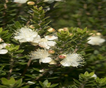 Dwergmirte (Myrtus communis 'Tarentina')