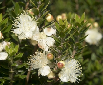 Dwergmirte (Myrtus communis 'Tarentina')