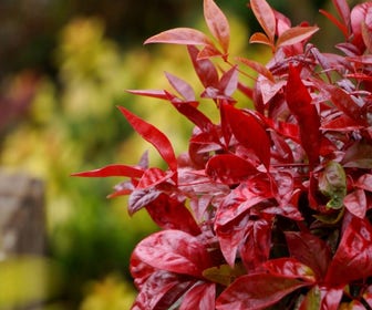Hemelse bamboe (Nandina domestica 'Blush Pink')