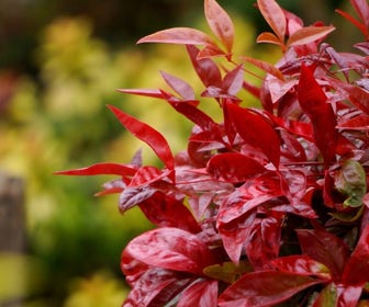 Hemelse bamboe (Nandina domestica 'Blush Pink')