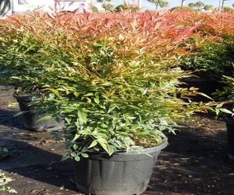 Hemelse bamboe (Nandina domestica 'Gulf stream')