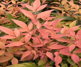 Hemelse Bamboe (Nandina 'Magical Sunrise')
