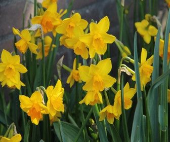 Narcis (Narcissus 'Anfield')