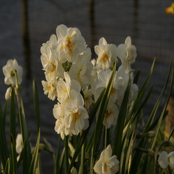 Narcis (Narcissus 'Bridal Crown') Directplant