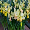 Narcis (Narcissus 'Carice')