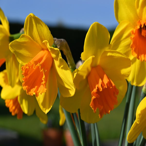 Narcis (Narcissus 'Classic Garden')