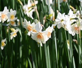 Narcis (Narcissus 'Doll Baby')