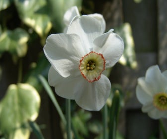 Narcis (Narcissus 'Dreamlight')