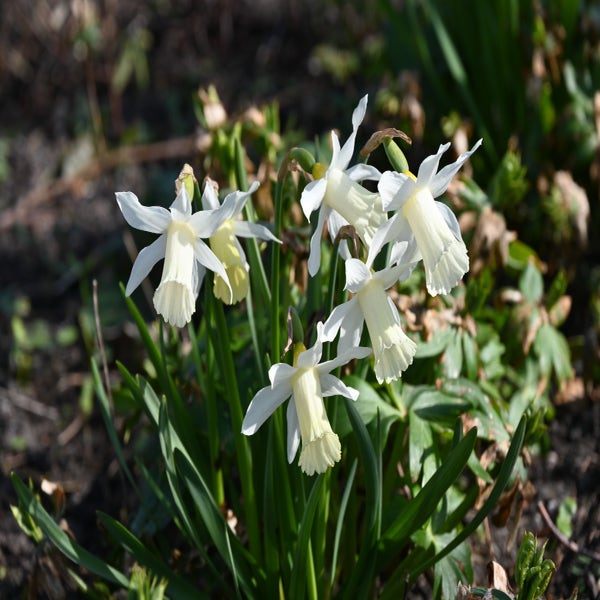 Narcissus 'Elka' (Narcis)
