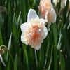 Narcis (Narcissus 'Flower Surprise')
