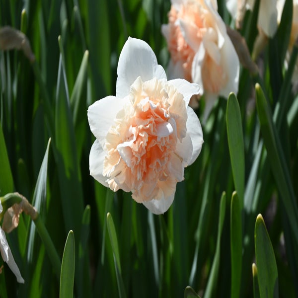 Narcis (Narcissus 'Flower Surprise')