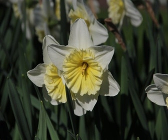 Narcis (Narcissus 'Ice Follies')