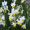 Narcis (Narcissus 'Jumelée')