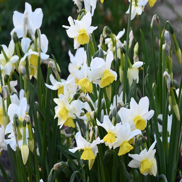 Narcis (Narcissus 'Jumelée')