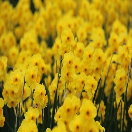 Narcissus 'Kokopellii' (Narcis)