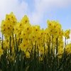 Narcis (Narcissus 'Kokopellii')