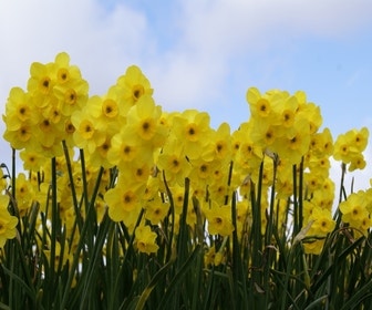 Narcis (Narcissus 'Kokopellii')