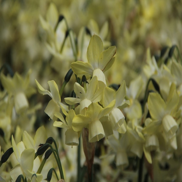 Narcissus 'Moonlight Sensation' (Narcis)
