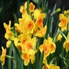 Narcis (Narcissus 'Morning Blaze')