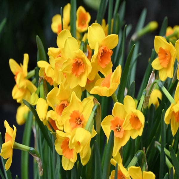 Narcis (Narcissus 'Morning Blaze')