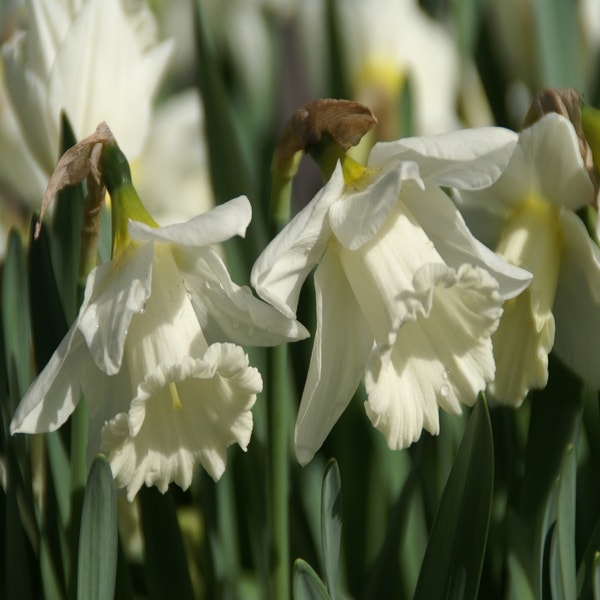 Narcissus 'Mount Hood' (Narcis)