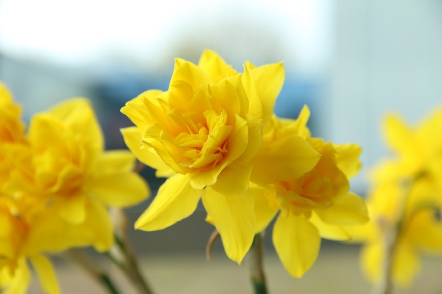 Narcis