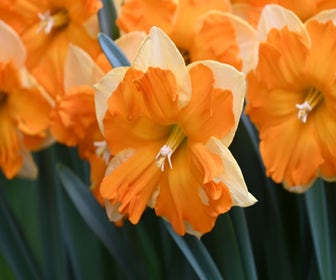 Narcis (Narcissus 'Outright Orange')