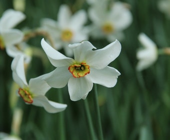 Narcis (Narcissus poeticus var. recurvus)