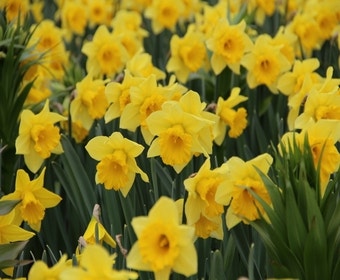 Narcis (Narcissus 'Rijnvelds Early Sensation')