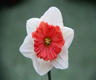Narcis (Narcissus 'Riot')