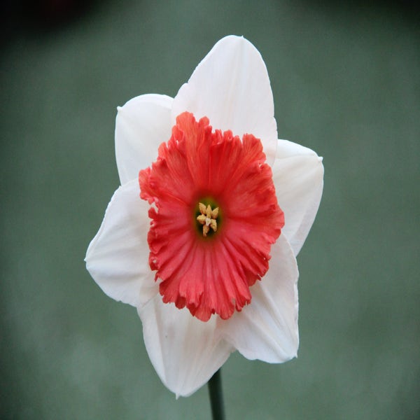Narcis (Narcissus 'Riot')