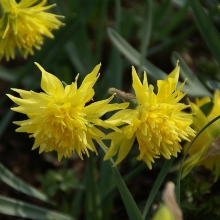 Narcissus 'Rip van Winkle' (Narcis bloem_