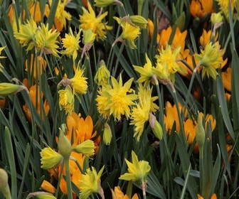 Narcis (Narcissus 'Rip van Winkle')