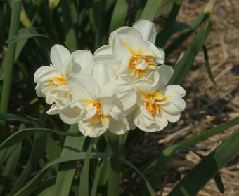 Narcis (Narcissus 'Sir Winston Churchill')