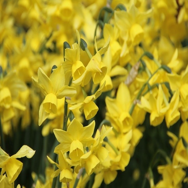 Narcissus 'Sunlight Sensation' (Narcis)
