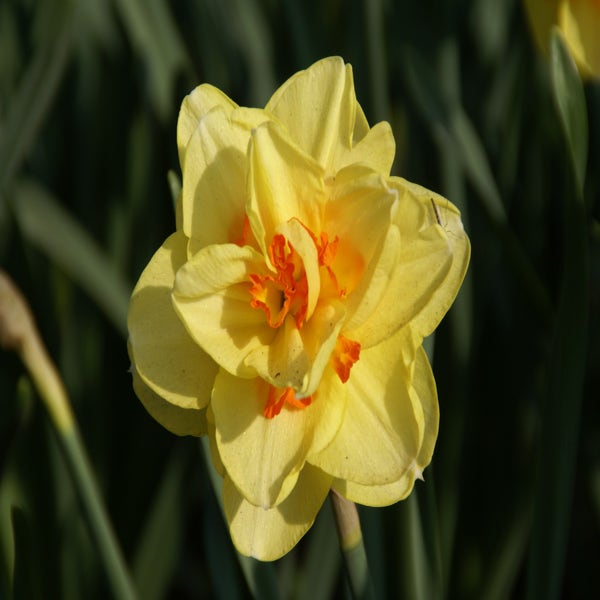 Narcissus 'Tahiti' (Narcis)

