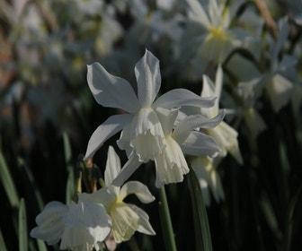 Narcis (Narcissus 'Thalia')