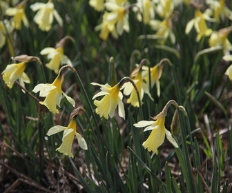 Narcis (Narcissus 'W.P. Milner')