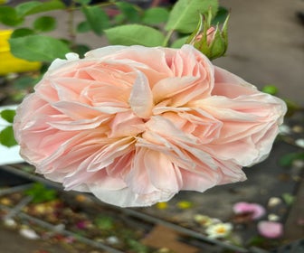 Eetbare roos (Rosa 'Natural Aroma') (BIO)